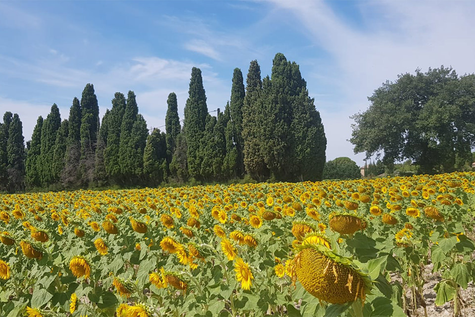 Sunflowers in Luberon fields